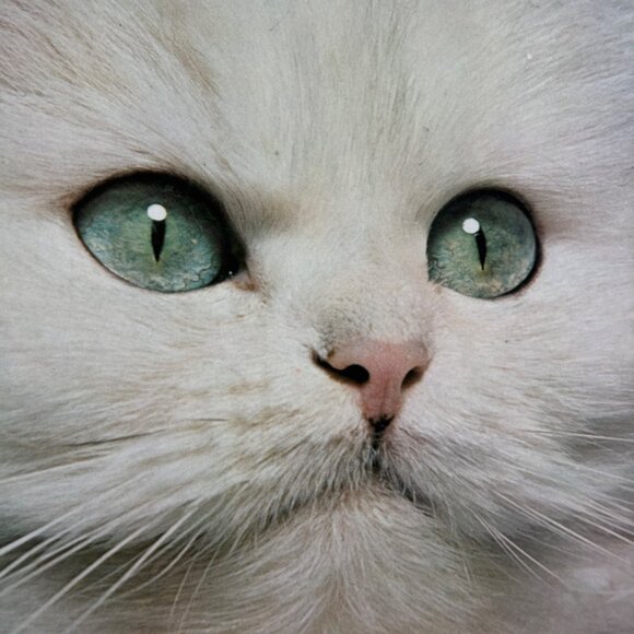 THE LOVE OF CATS BY CHRISTINE METCALF 150 COLOR PHOTO'S Book coffe table book - Picture 3 of 14